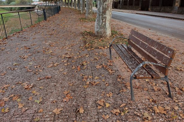 Excrements d'ocells al passeig d'hivern