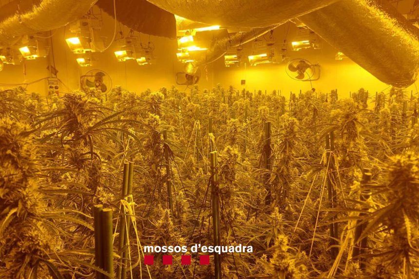 Plantació