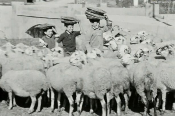 Fotograma de Los lobos de la Costa Brava
