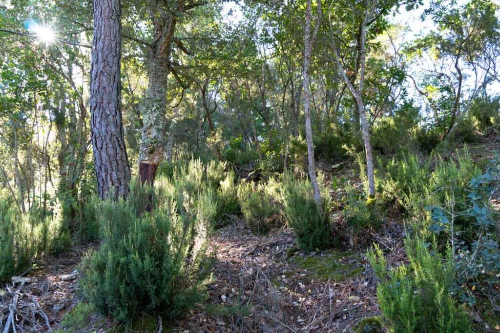 Bosc