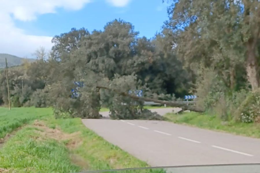 Arbre caigut