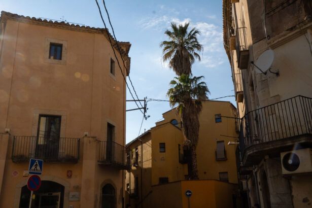 Palmera